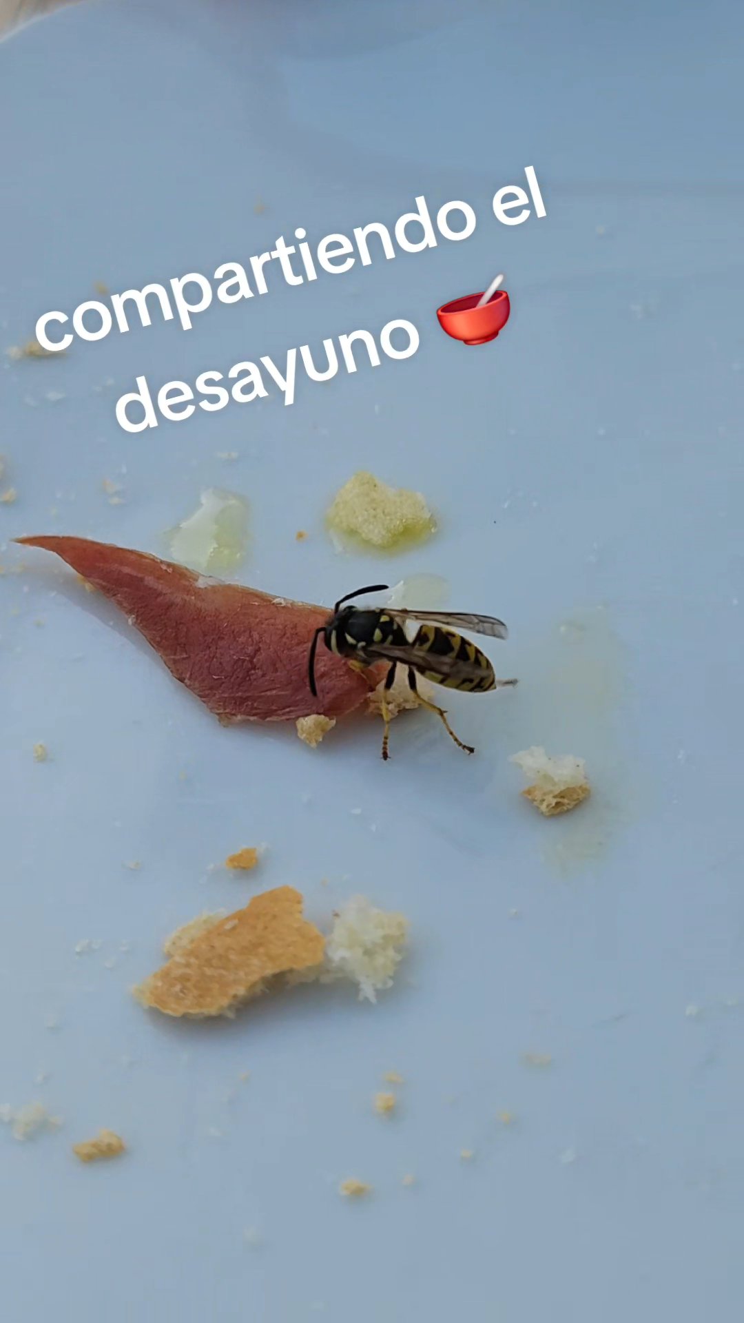compartiendo el desayuno 🥣