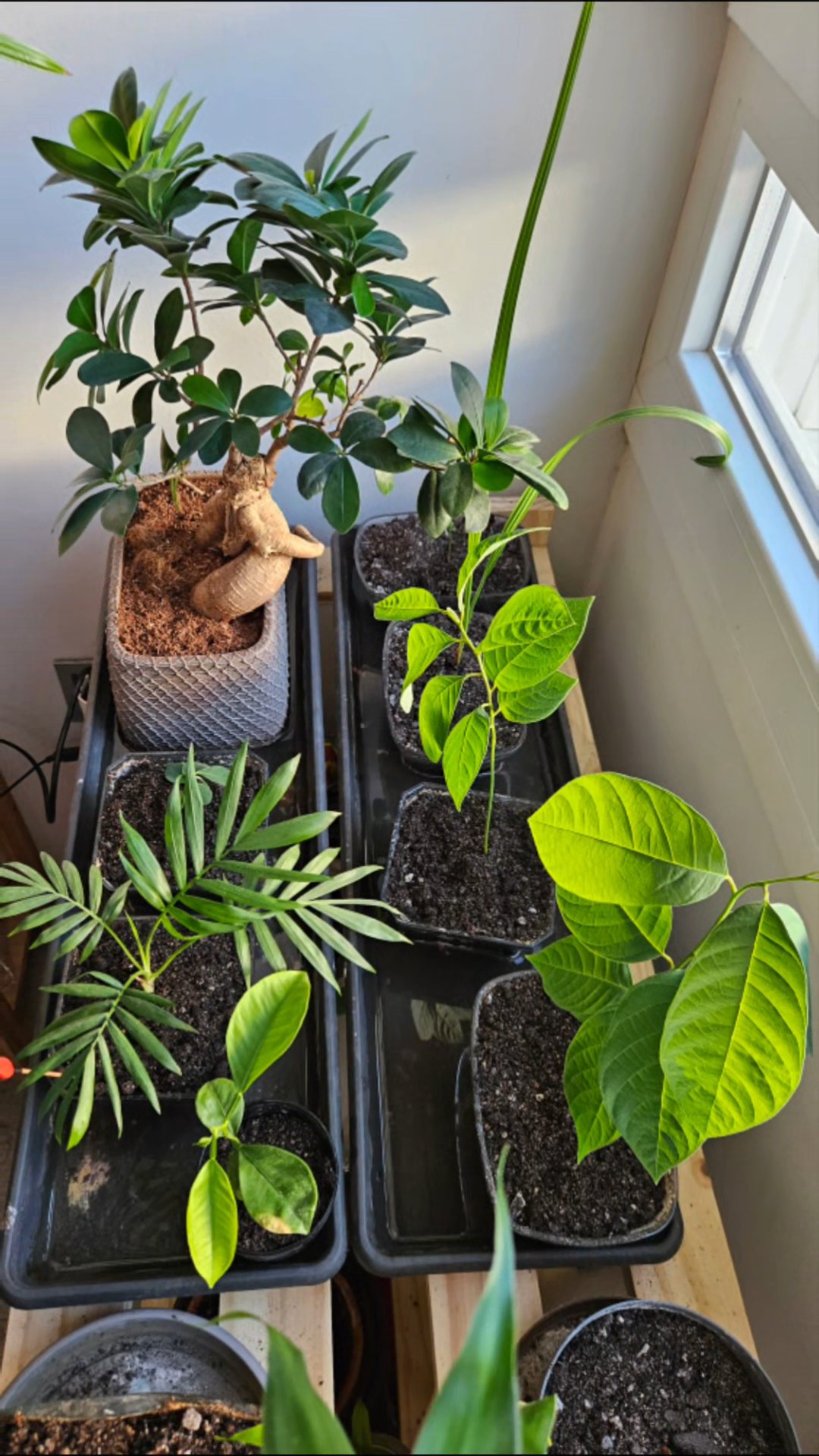 tarde de bonsai